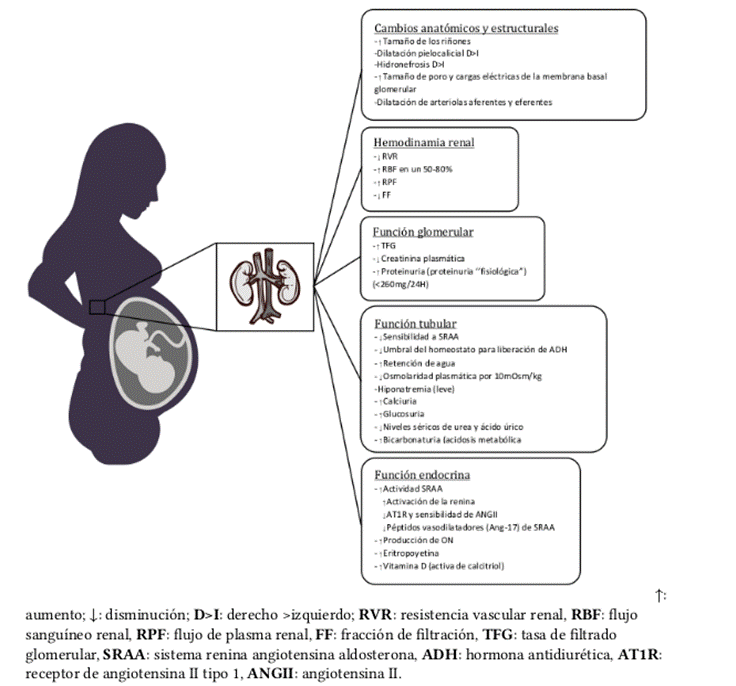 Cambios fisiológicos renales durante embarazo. 